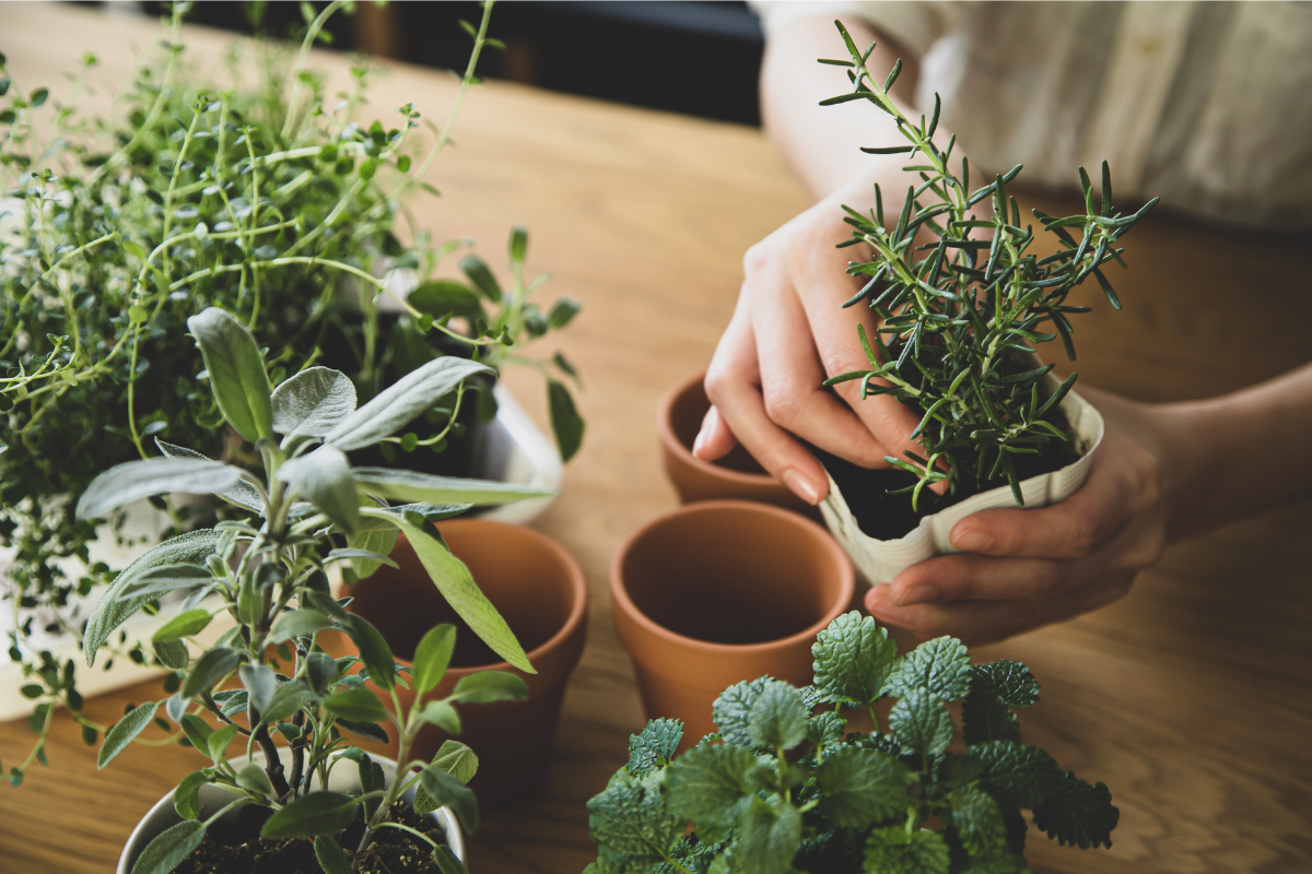 transition your indoor plants for winter